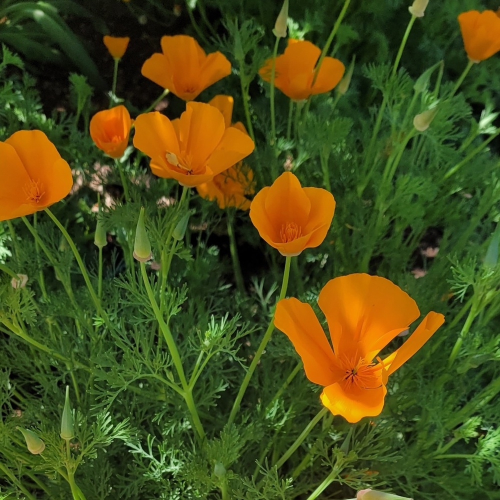 Meet your Posher, Ana